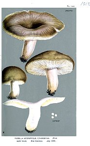 Russula consobrina-Cooke. Free illustration for personal and commercial use.