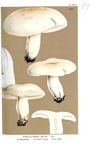 Russula lactea-Cooke. Free illustration for personal and commercial use.
