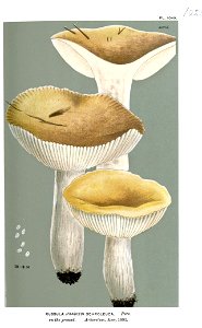 Russula ochroleuca-Cooke-2. Free illustration for personal and commercial use.