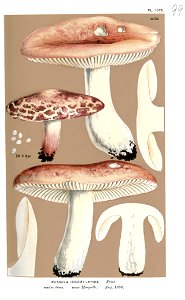 Russula lepida-Cooke. Free illustration for personal and commercial use.