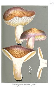 Russula xerampelina-Cooke. Free illustration for personal and commercial use.
