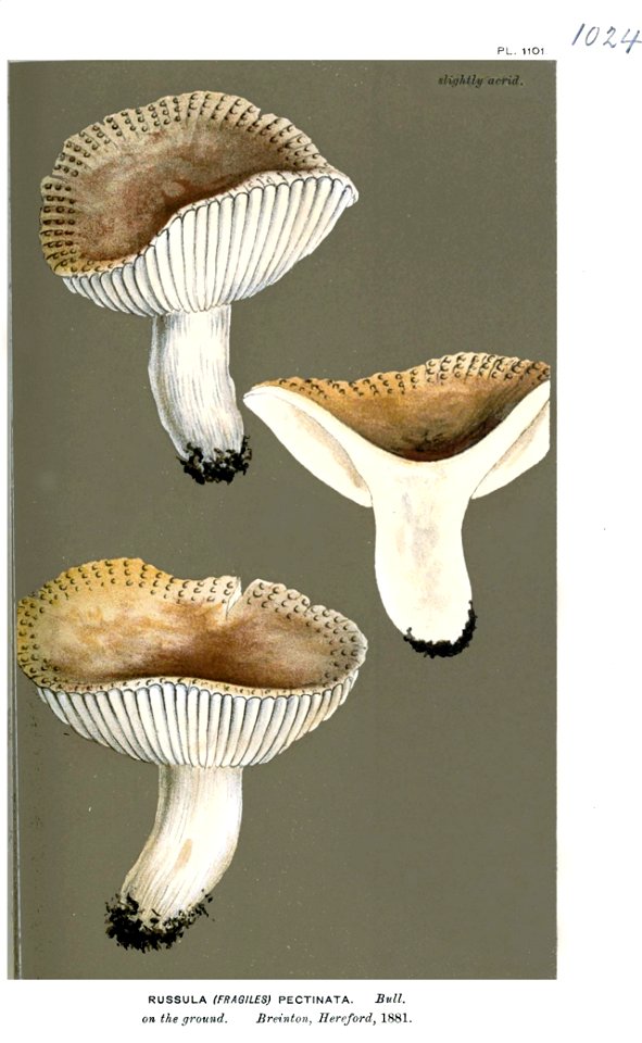 Russula pectinata-Cooke
