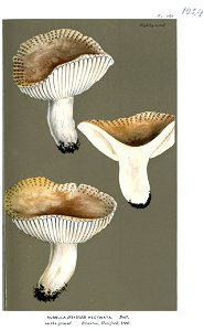 Russula pectinata-Cooke. Free illustration for personal and commercial use.