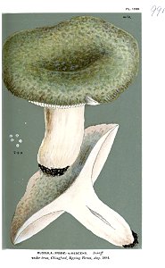 Russula virescens-Cooke. Free illustration for personal and commercial use.