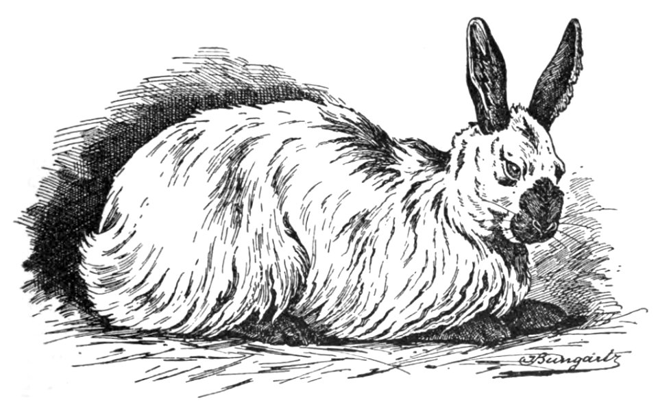Russisches Angora-Kaninchen (Jean Bungartz, Kaninchenrassen, 1902, p065)