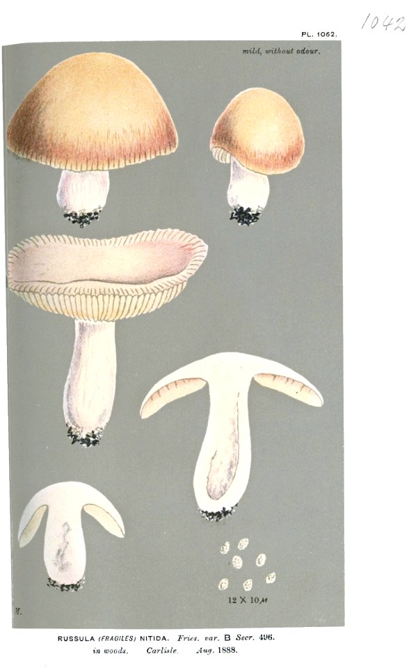 Russula nitida var-Cooke