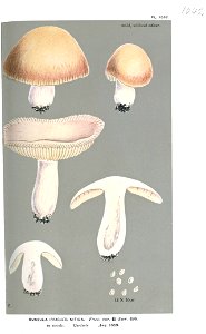 Russula nitida var-Cooke. Free illustration for personal and commercial use.