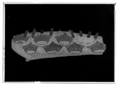 Ryggstycke med svansrem - Livrustkammaren - 27135-negative