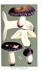 Russula cutefracta-Cooke-2. Free illustration for personal and commercial use.