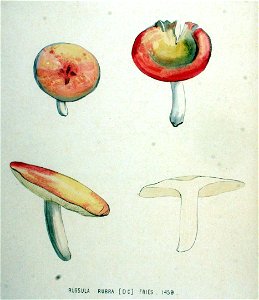 Russula rubra — Flora Batava — Volume v19