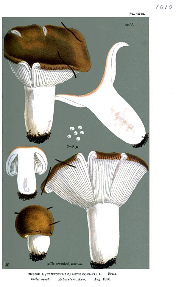 Russula heterophylla 2