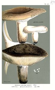 Russula adusta-Cooke. Free illustration for personal and commercial use.