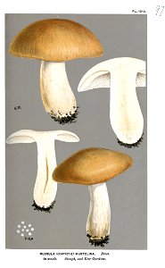 Russula mustelina-Cooke. Free illustration for personal and commercial use.