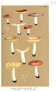 Russula chameleontina-Cooke. Free illustration for personal and commercial use.