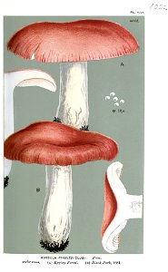 Russula clusii-Cooke