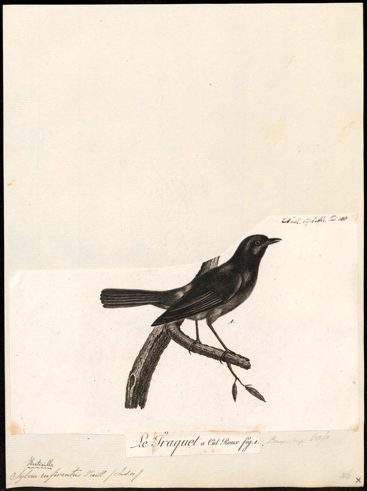 Ruticilla rufiventris - 1796-1808 - Print - Iconographia Zoologica - Special Collections University of Amsterdam - UBA01 IZ16200246