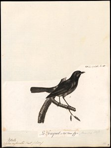 Ruticilla rufiventris - 1796-1808 - Print - Iconographia Zoologica - Special Collections University of Amsterdam - UBA01 IZ16200246