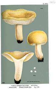 Russula ochracea-Cooke