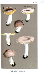 Russula nauseosa-Cooke. Free illustration for personal and commercial use.