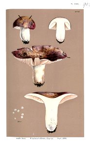 Russula maculata-Cooke. Free illustration for personal and commercial use.