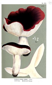 Russula rubra-Cooke. Free illustration for personal and commercial use.