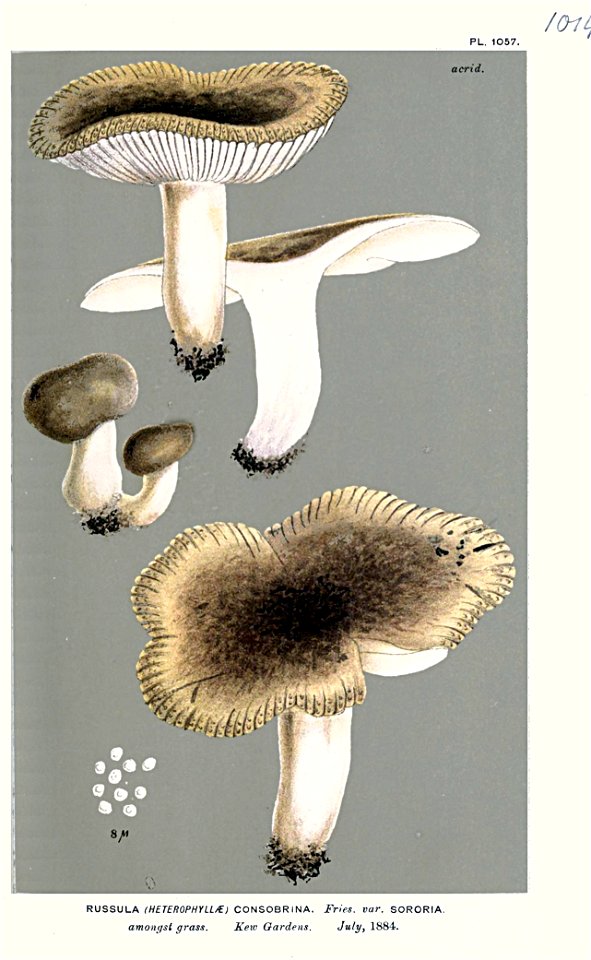 Russula consobrina var. sororia-Cooke