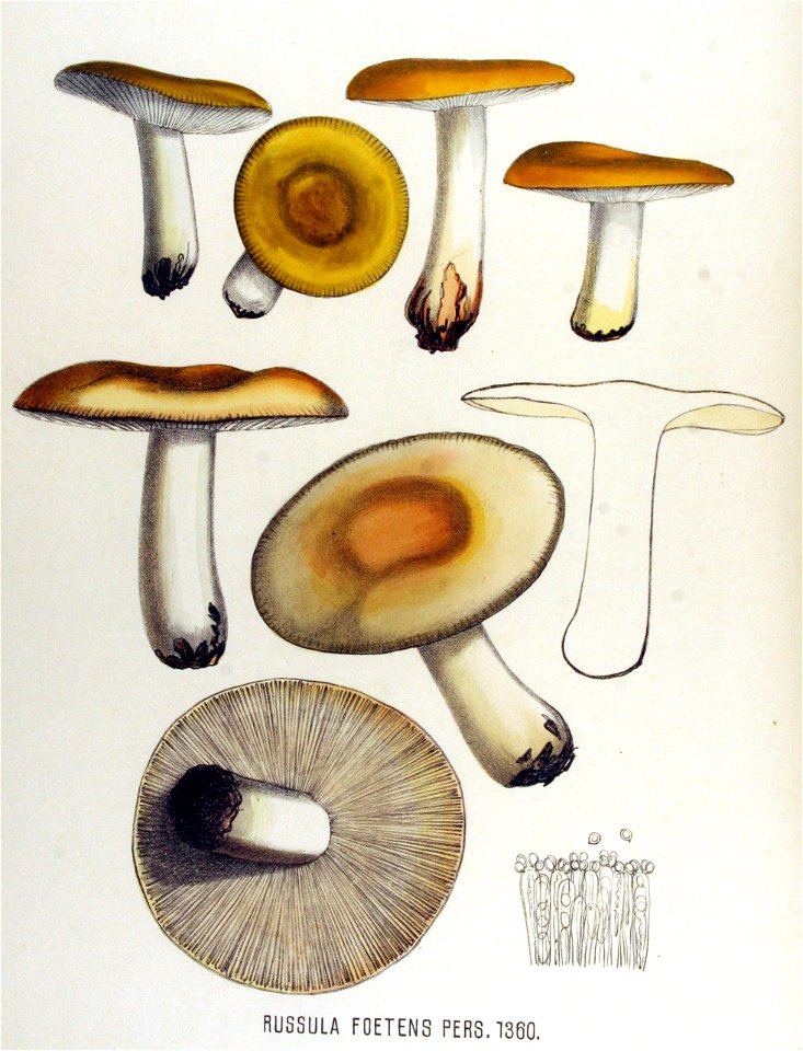 Russula foetens — Flora Batava — Volume v17