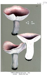 Russula depallens-Cooke. Free illustration for personal and commercial use.