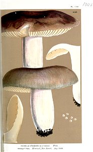 Russula alutacea-Cooke