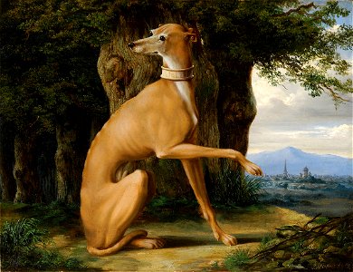 Russischer Windhund 19 Jh