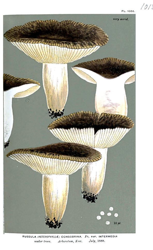 Russula consobrina var. intermedia-Cooke