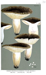 Russula consobrina var. intermedia-Cooke. Free illustration for personal and commercial use.