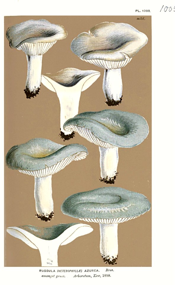 Russula azurea-Cooke