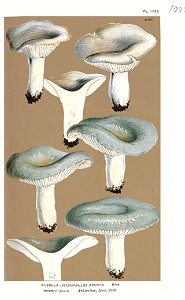 Russula azurea-Cooke. Free illustration for personal and commercial use.