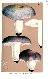 Russula cyanoxantha-Cooke-2. Free illustration for personal and commercial use.