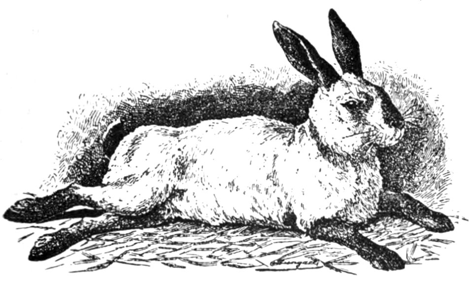 Russisches Kaninchen (Jean Bungartz, Kaninchenrassen, 1902, p067)