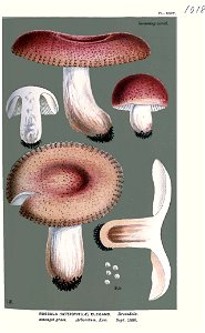 Russula elegans-Cooke