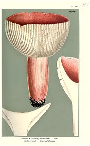 Russula sanguinea-Cooke