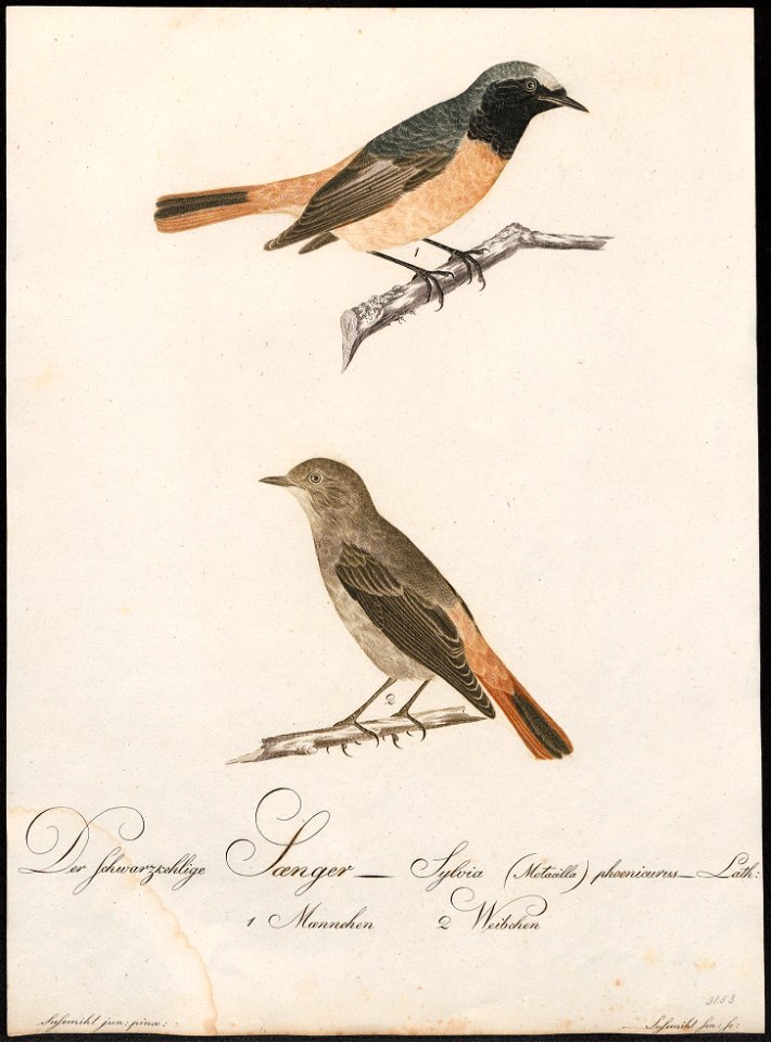 Ruticilla phoenicurus - 1800-1812 - Print - Iconographia Zoologica - Special Collections University of Amsterdam - UBA01 IZ16200240