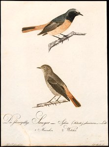 Ruticilla phoenicurus - 1800-1812 - Print - Iconographia Zoologica - Special Collections University of Amsterdam - UBA01 IZ16200240