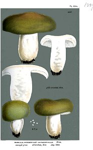Russula heterophylla-Cooke