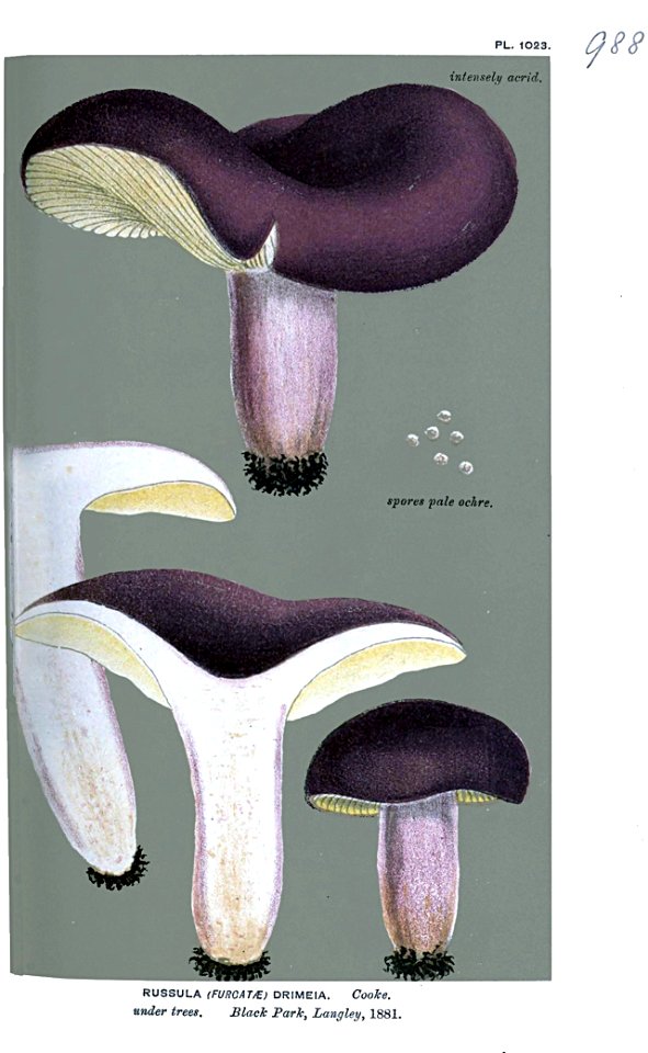 Russula drimeia-Cooke