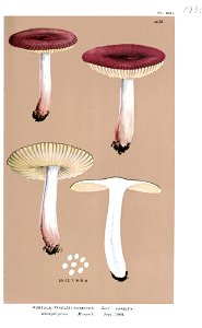 Russula roseipes var-Cooke. Free illustration for personal and commercial use.