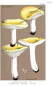 Russula citrina-Cooke. Free illustration for personal and commercial use.