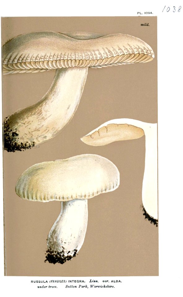 Russula integra var. alba-Cooke