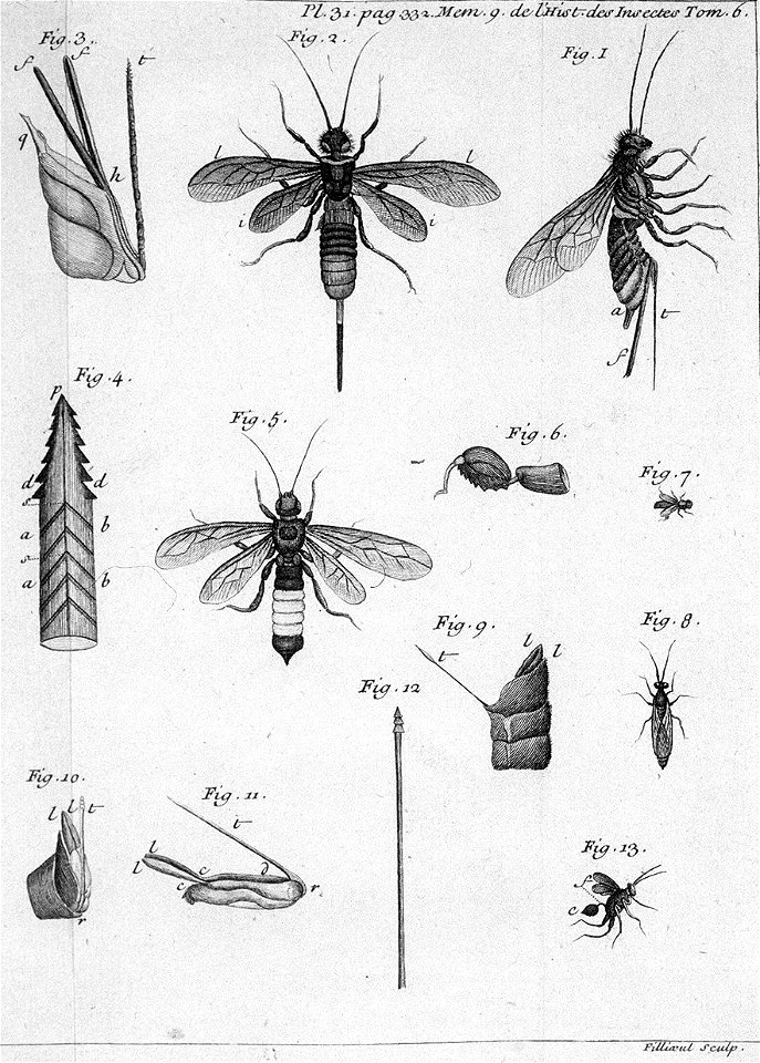 Réaumur-Filloeul-Illustrations de Mémoires pour servir à l'histoire des insectes F-31-332
