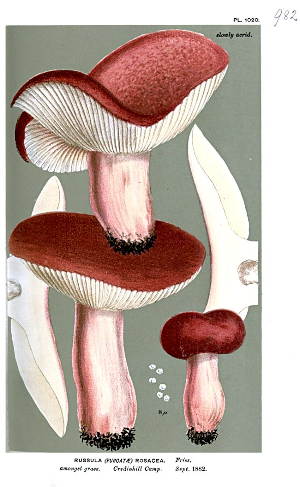 Russula rosacea-Cooke. Free illustration for personal and commercial use.