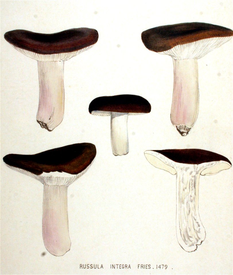Russula integra — Flora Batava — Volume v19