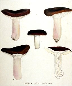 Russula integra — Flora Batava — Volume v19