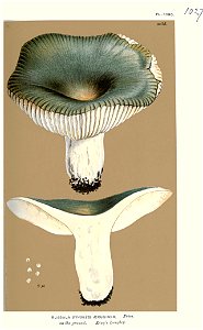 Russula aeruginea-Cooke